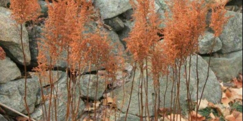 Njega astilbe u jesen na otvorenom polju: prihrana i sklonište za zimu